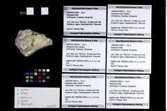Foto (Objekt + Etikett) von Brachyura indet.  (NHMW-GEO-1990-0041-2649e)